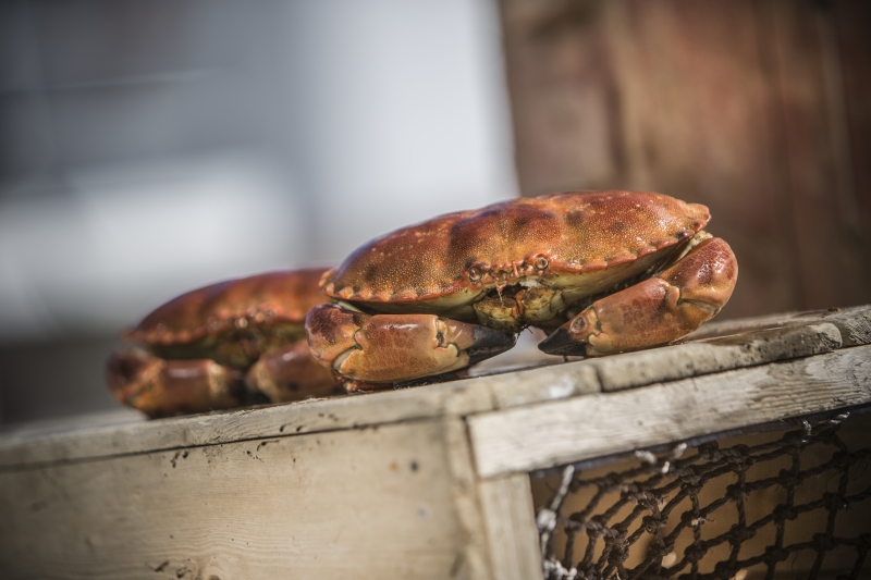 Hitra and Kirkenes, Brown Crab, Shrimps, Scallops, KingCrab, Makrele, Miesmuscheln