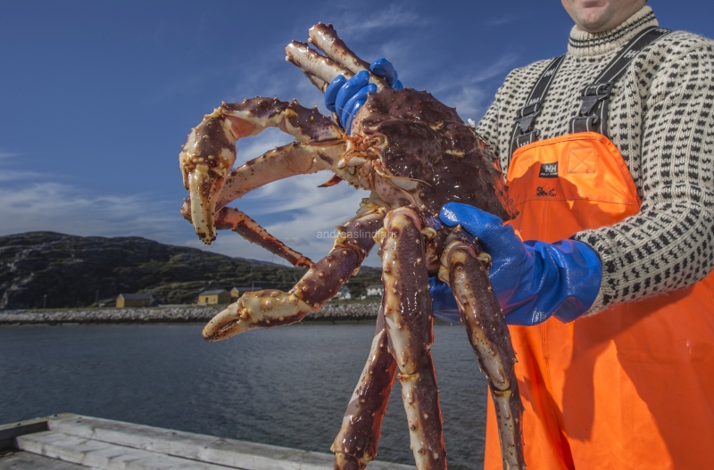 Hitra and Kirkenes, Brown Crab, Shrimps, Scallops, KingCrab, Makrele, Miesmuscheln