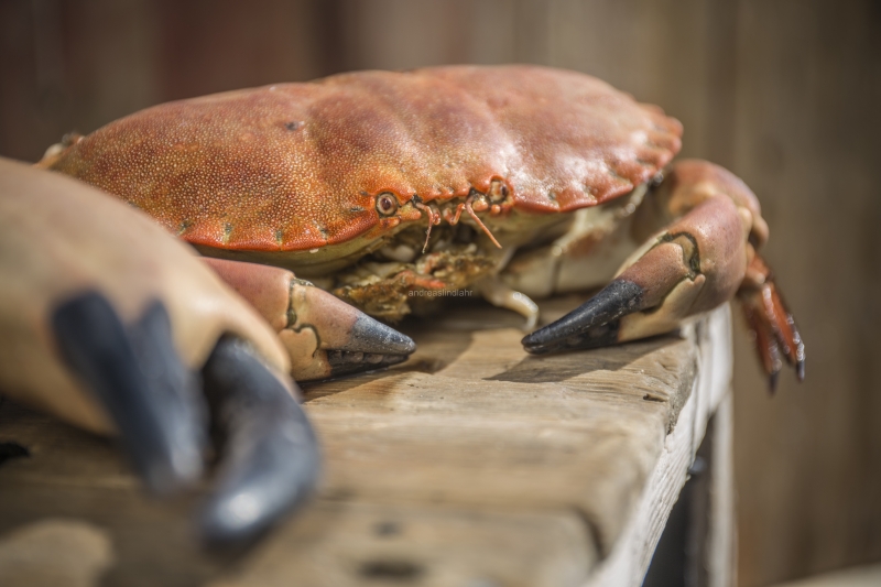 Hitra and Kirkenes, Brown Crab, Shrimps, Scallops, KingCrab, Makrele, Miesmuscheln