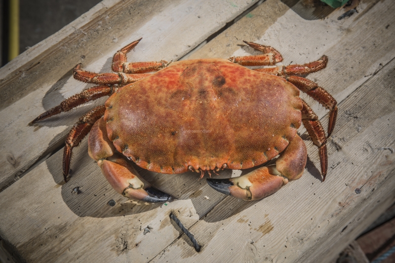 Hitra and Kirkenes, Brown Crab, Shrimps, Scallops, KingCrab, Makrele, Miesmuscheln