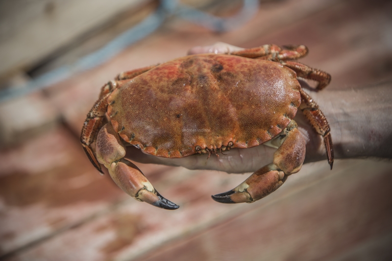 Hitra and Kirkenes, Brown Crab, Shrimps, Scallops, KingCrab, Makrele, Miesmuscheln