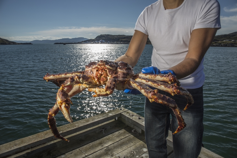 Hitra and Kirkenes, Brown Crab, Shrimps, Scallops, KingCrab, Makrele, Miesmuscheln