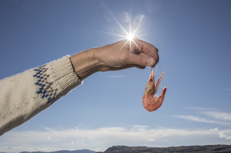 Hitra and Kirkenes, Brown Crab, Shrimps, Scallops, KingCrab, Makrele, Miesmuscheln