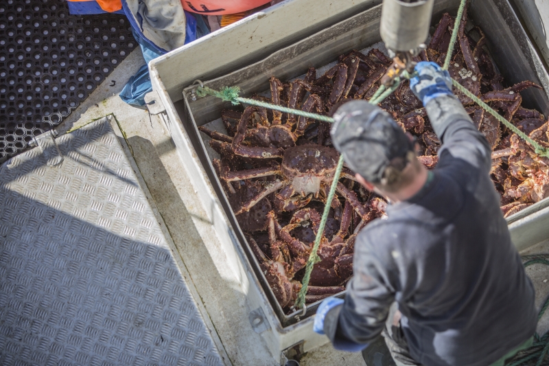 Hitra and Kirkenes, Brown Crab, Shrimps, Scallops, KingCrab, Makrele, Miesmuscheln