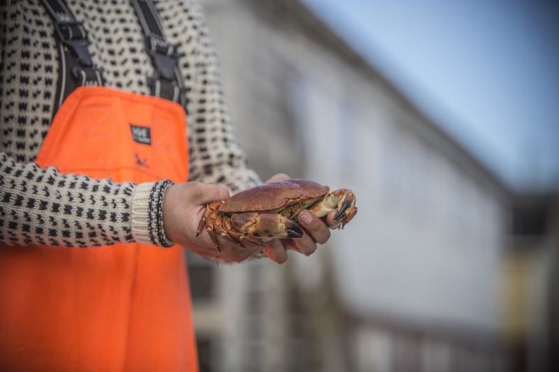 Hitra and Kirkenes, Brown Crab, Shrimps, Scallops, KingCrab, Makrele, Miesmuscheln