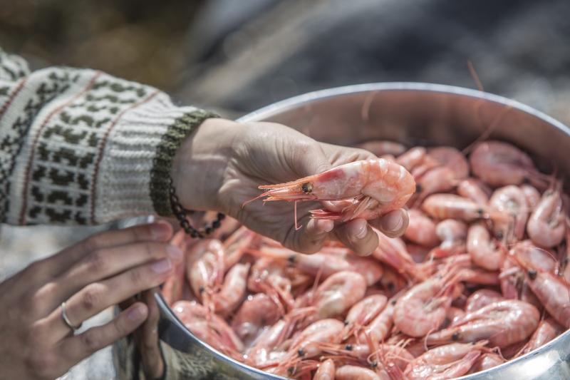 Hitra and Kirkenes, Brown Crab, Shrimps, Scallops, KingCrab, Makrele, Miesmuscheln