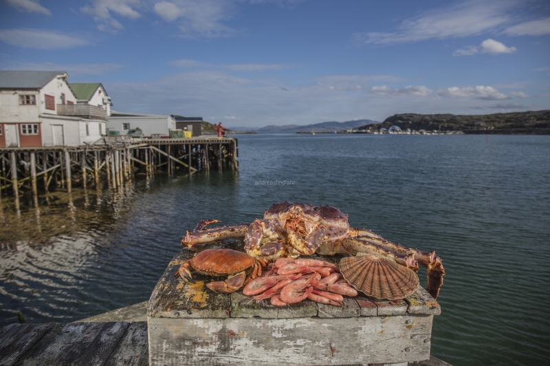 Hitra and Kirkenes, Brown Crab, Shrimps, Scallops, KingCrab, Makrele, Miesmuscheln