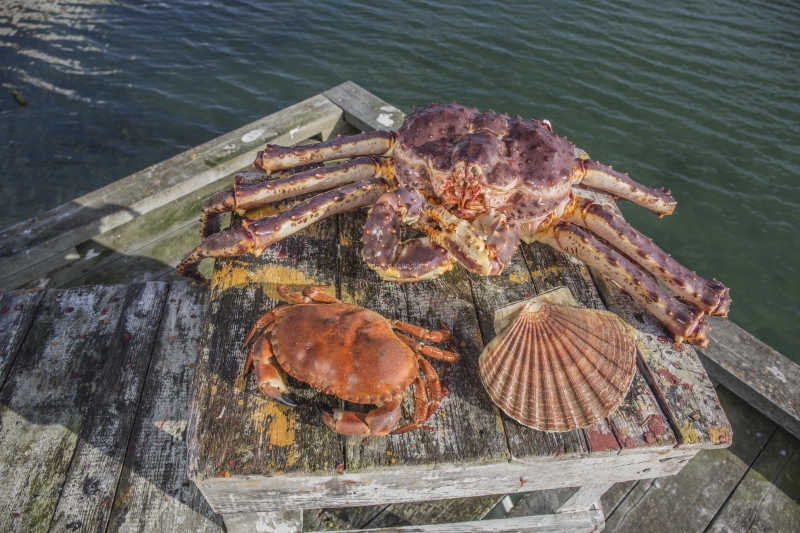 Hitra and Kirkenes, Brown Crab, Shrimps, Scallops, KingCrab, Makrele, Miesmuscheln
