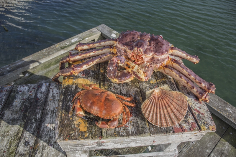 Hitra and Kirkenes, Brown Crab, Shrimps, Scallops, KingCrab, Makrele, Miesmuscheln