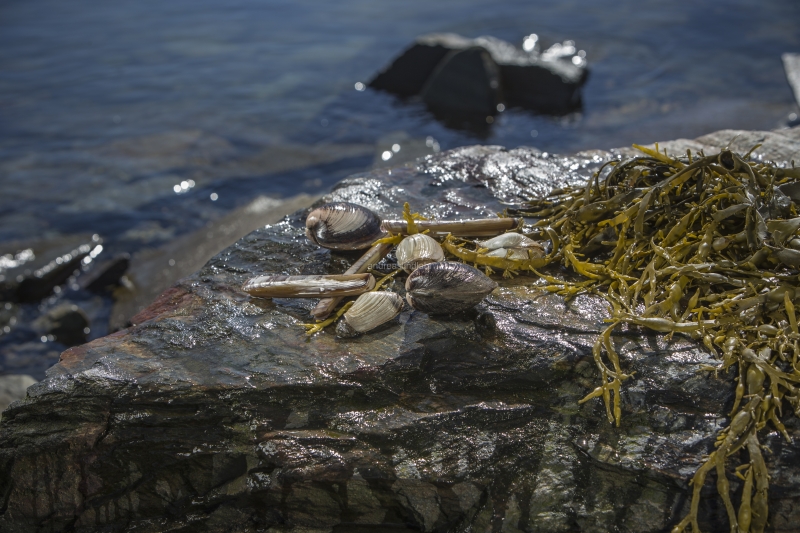 Hitra and Kirkenes, Brown Crab, Shrimps, Scallops, KingCrab, Makrele, Miesmuscheln