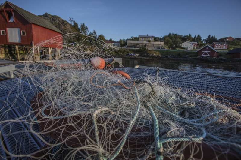 Hitra and Kirkenes, Brown Crab, Shrimps, Scallops, KingCrab, Makrele, Miesmuscheln