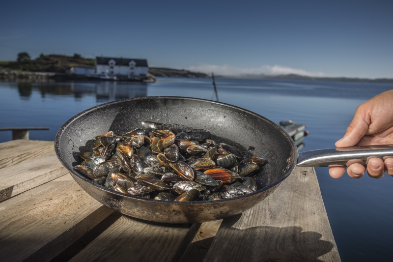 Hitra and Kirkenes, Brown Crab, Shrimps, Scallops, KingCrab, Makrele, Miesmuscheln